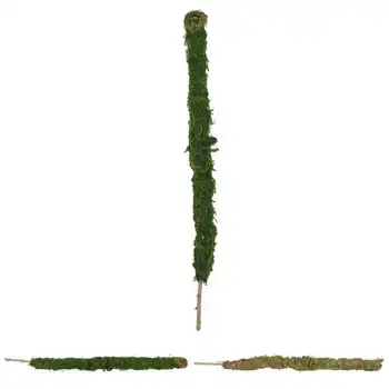 Moss Növény Rod Növény Támogatás Kertészeti Eszközök Moss Pole Pottted Növény