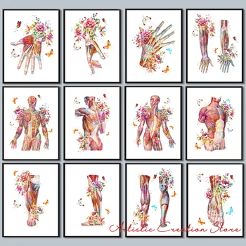 Akvarell Anatómia Plakátok Emberi Izomzat Művészeti Anatómia Vászonra Nyomtatott Festmény Nappali Klinika Orvosi Fal Lakberendezés